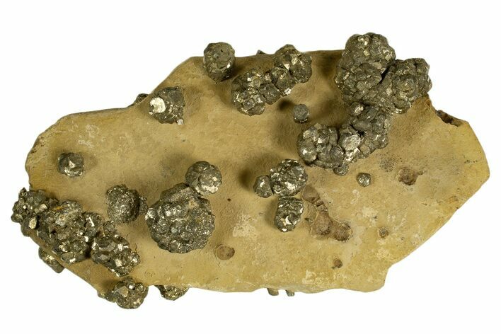Golden Pyrite on Limonite Clay - Pakistan #337939